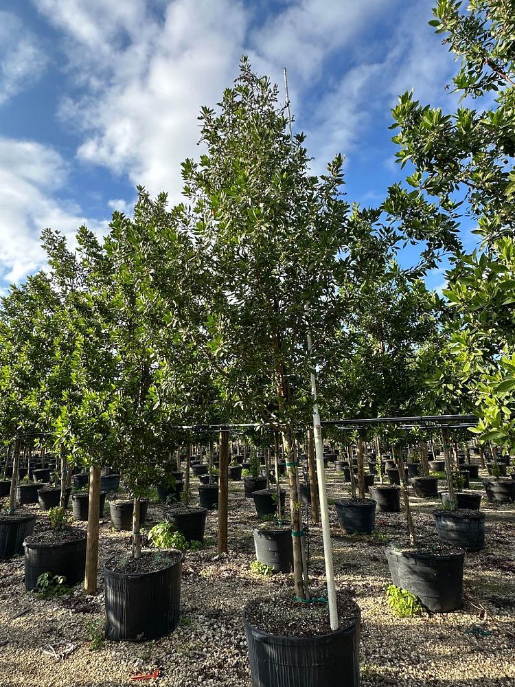 conocarpus-erectus-green-buttonwood