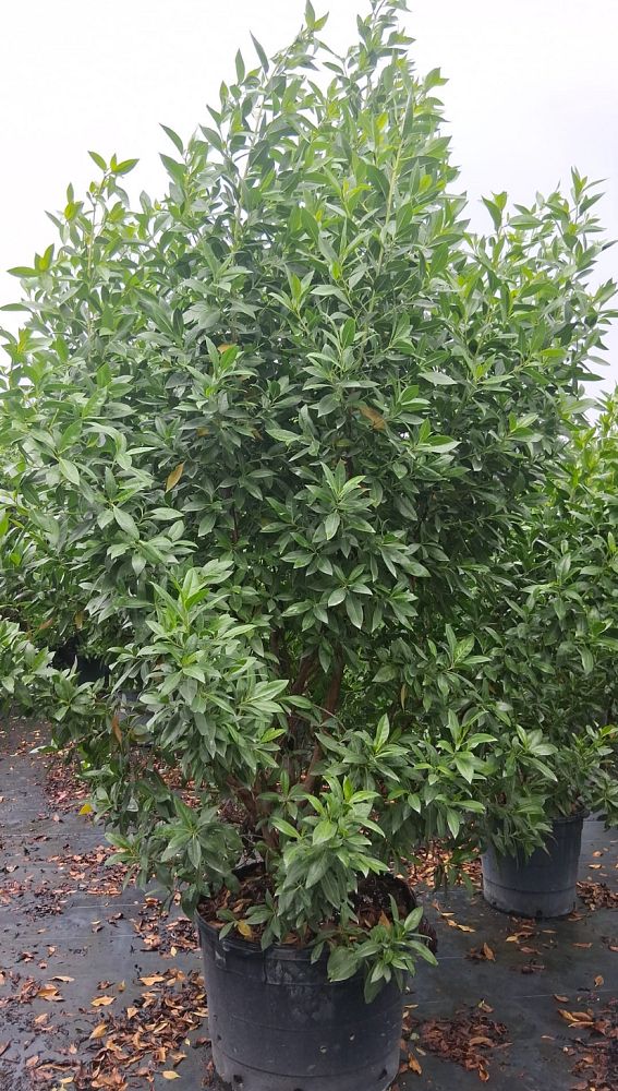 conocarpus-erectus-green-buttonwood