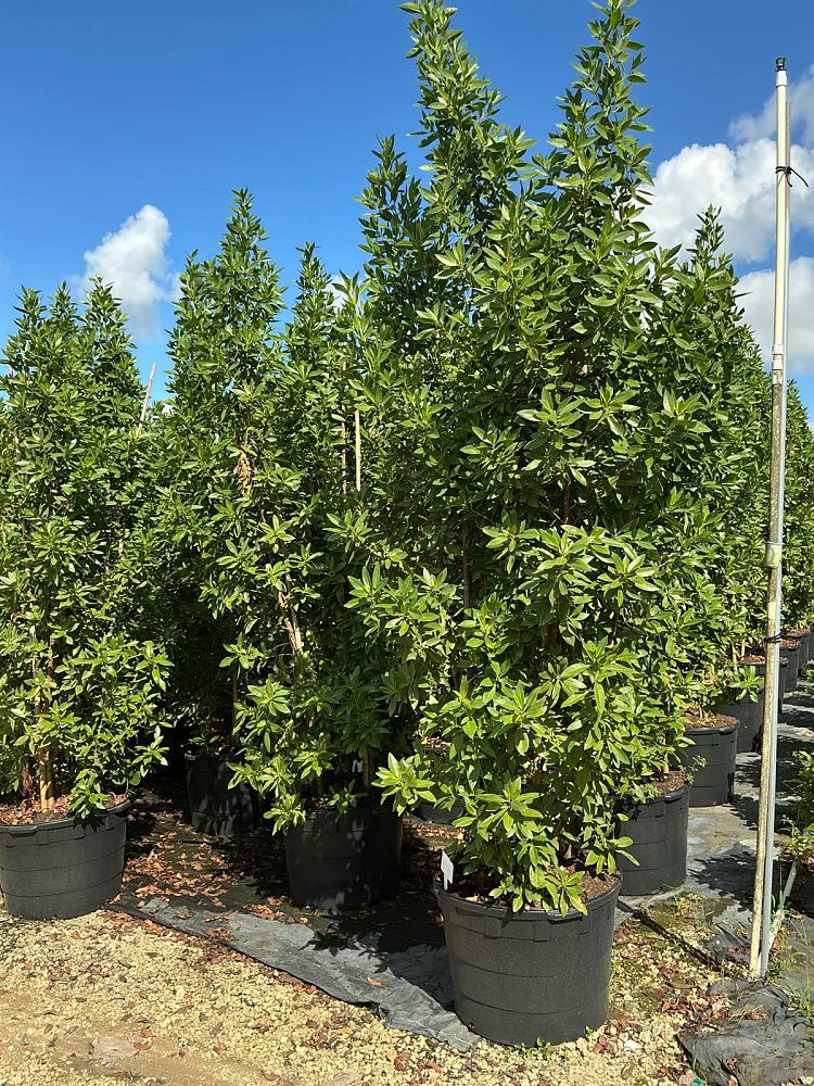 conocarpus-erectus-green-buttonwood