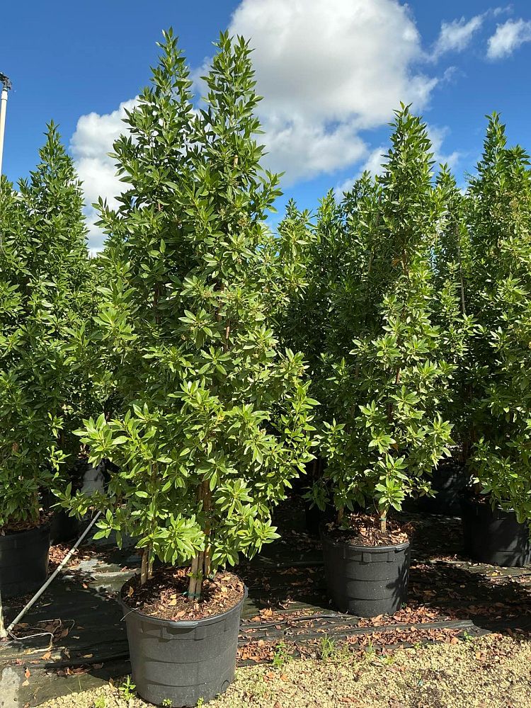 conocarpus-erectus-green-buttonwood