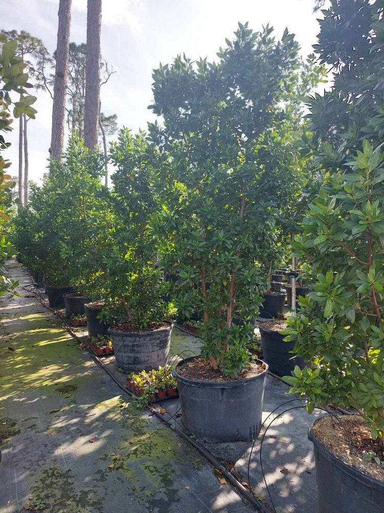conocarpus-erectus-green-buttonwood