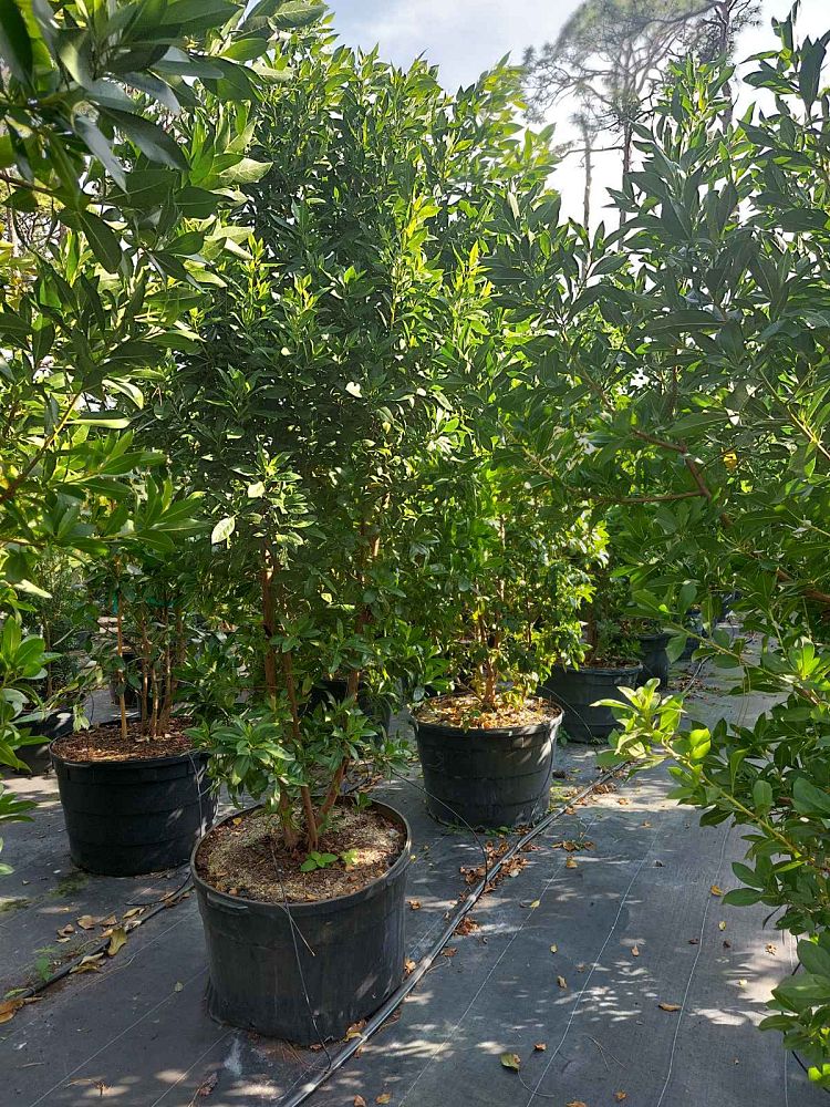 conocarpus-erectus-green-buttonwood
