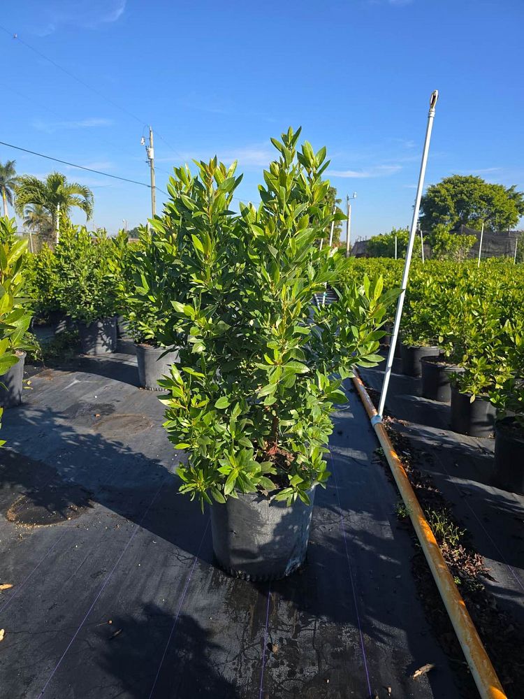conocarpus-erectus-green-buttonwood