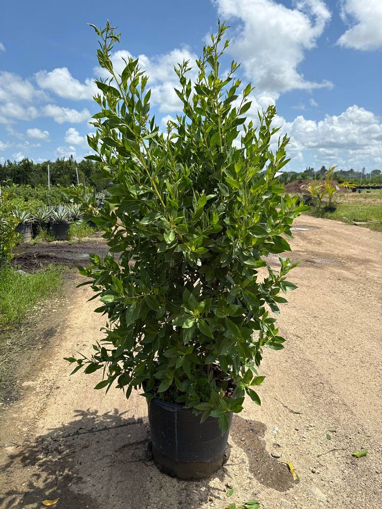 conocarpus-erectus-green-buttonwood