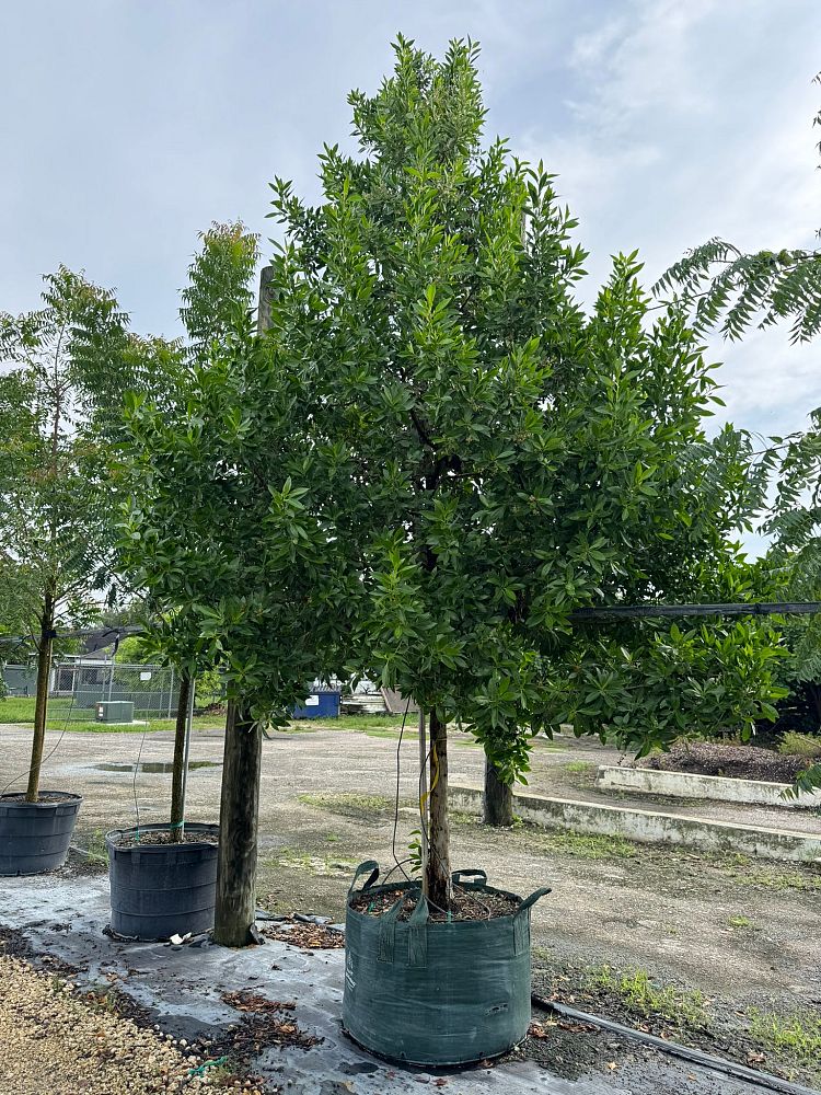 conocarpus-erectus-green-buttonwood