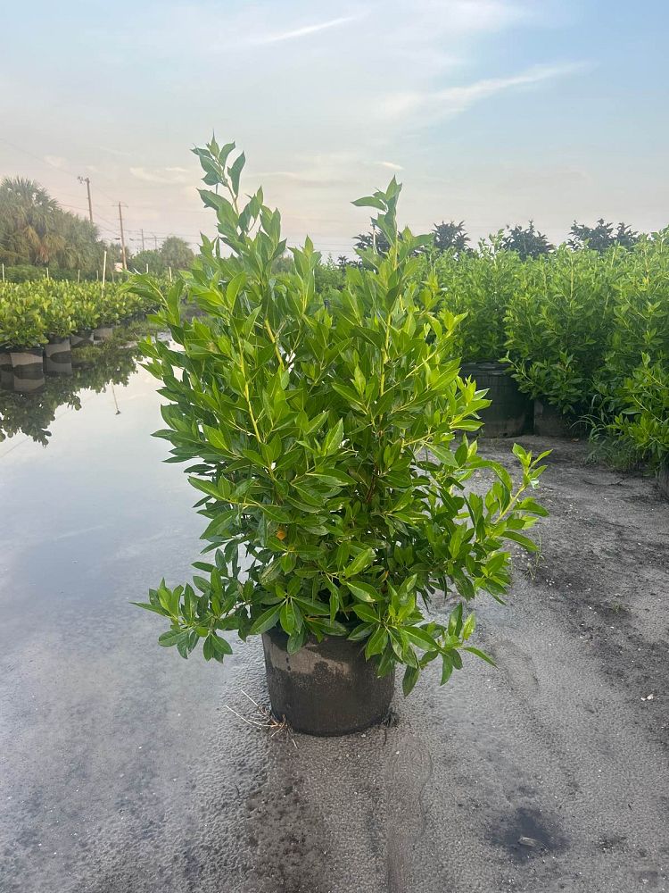 conocarpus-erectus-green-buttonwood