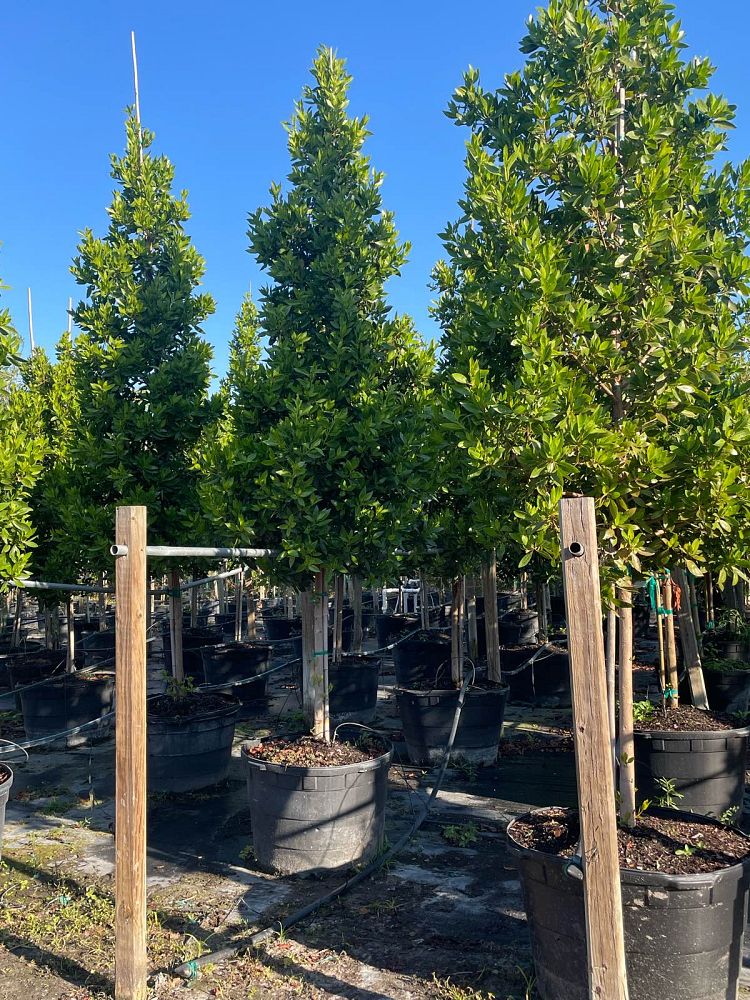 conocarpus-erectus-green-buttonwood