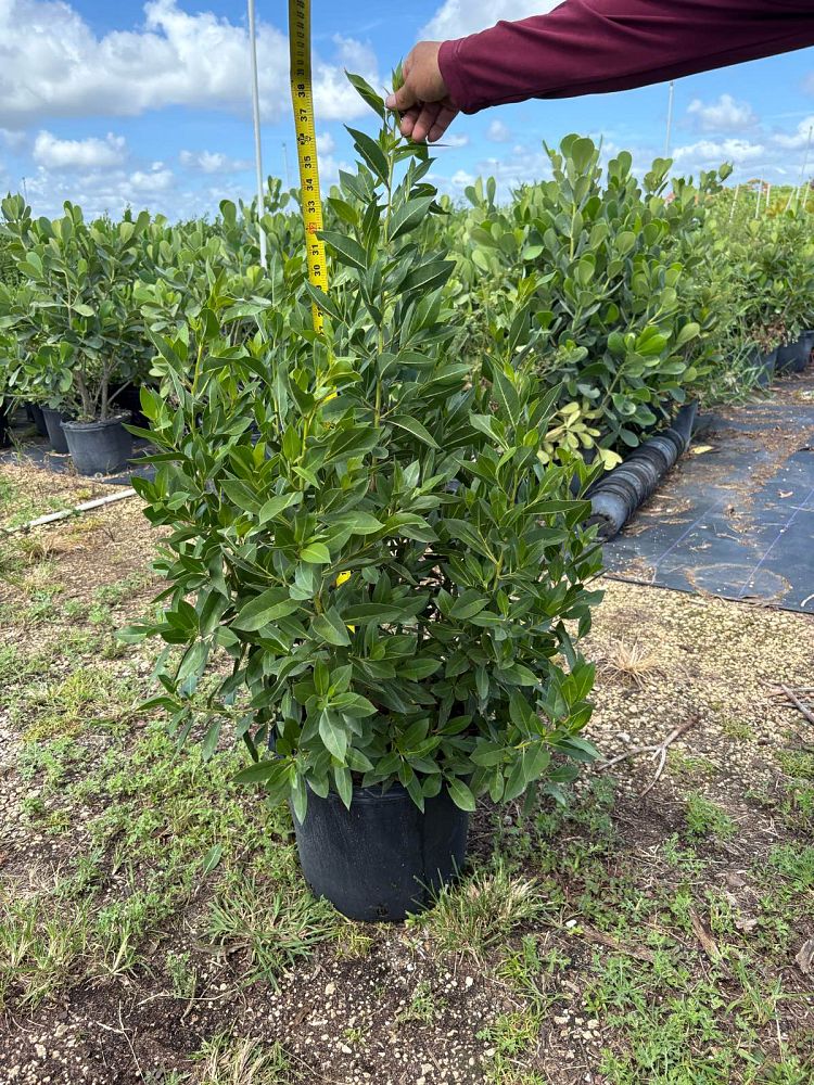 conocarpus-erectus-green-buttonwood