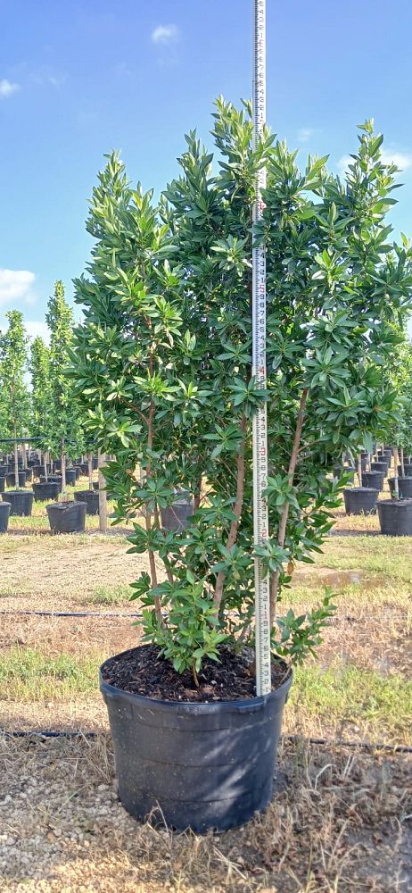 conocarpus-erectus-green-buttonwood