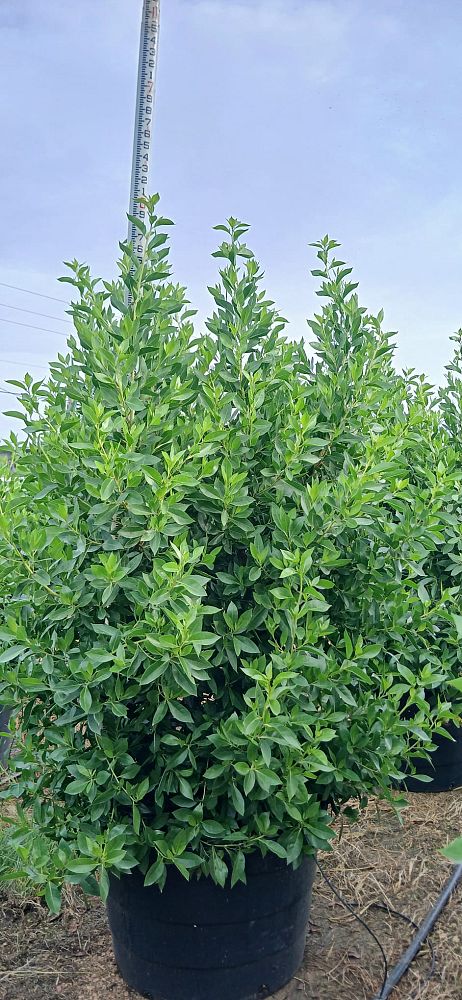 conocarpus-erectus-green-buttonwood