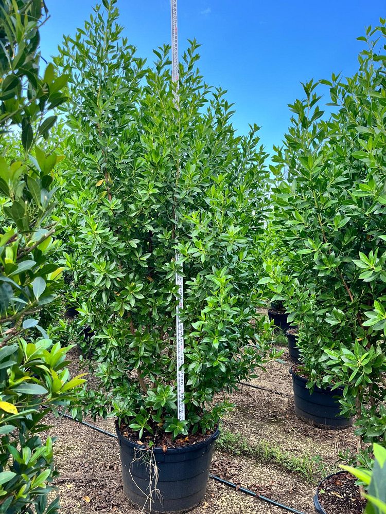 conocarpus-erectus-green-buttonwood