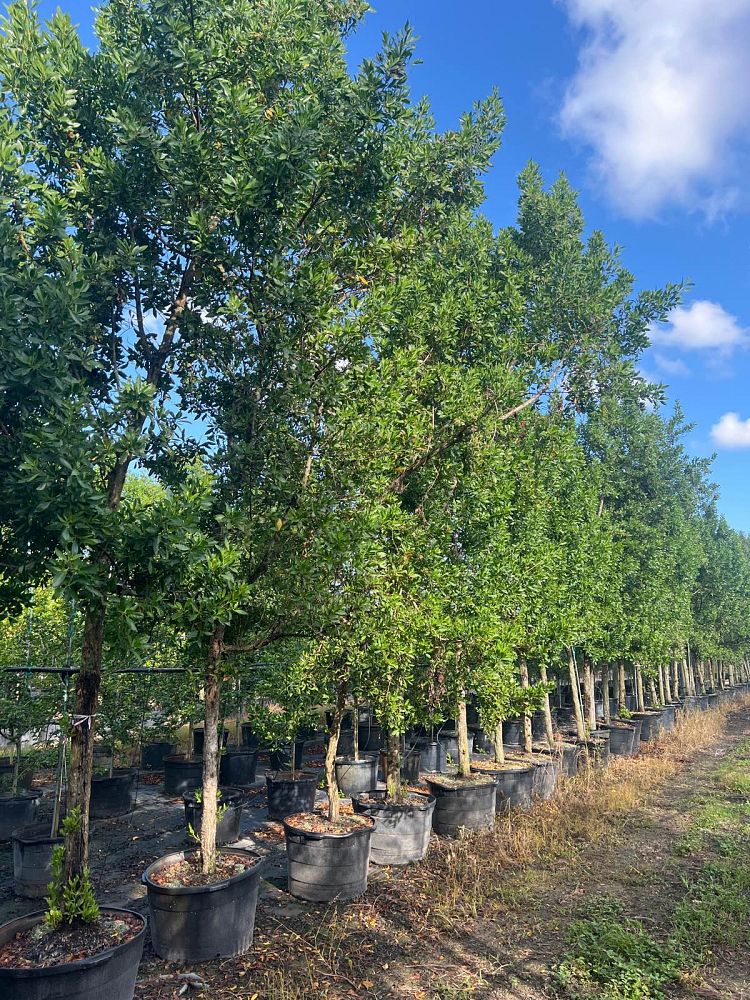 conocarpus-erectus-green-buttonwood