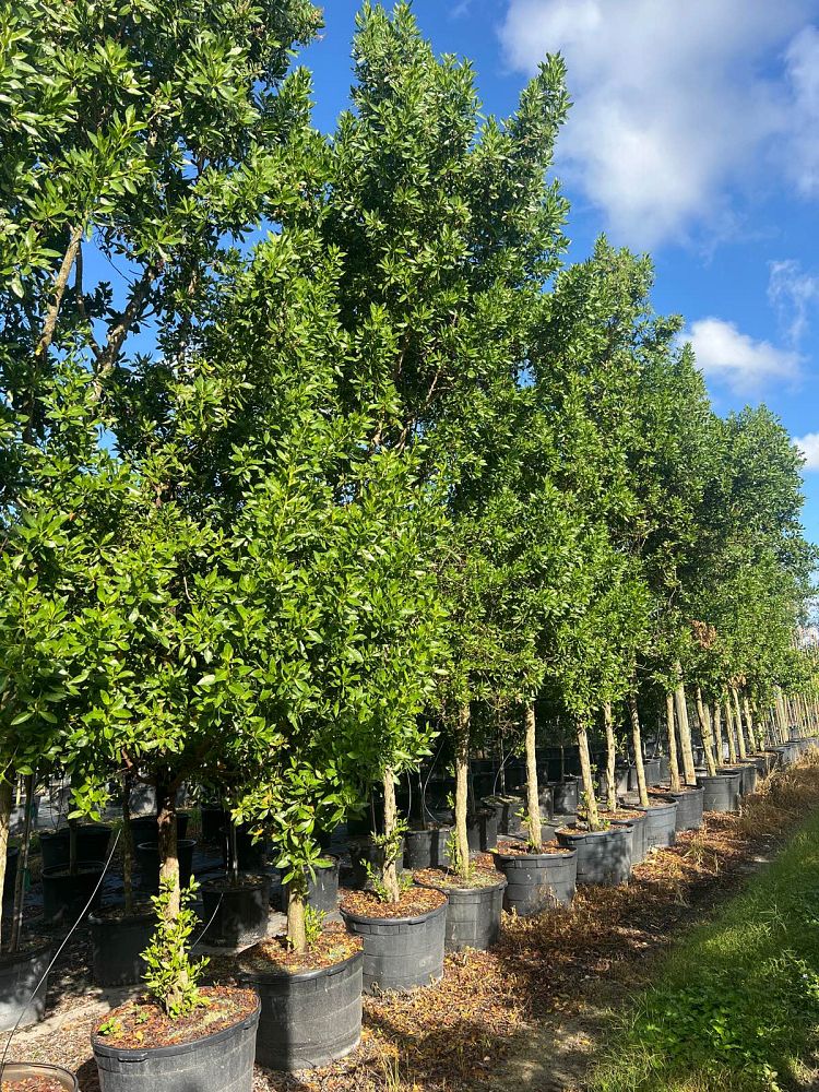 conocarpus-erectus-green-buttonwood