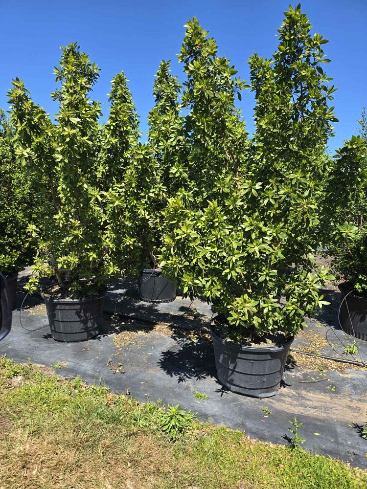 conocarpus-erectus-green-buttonwood