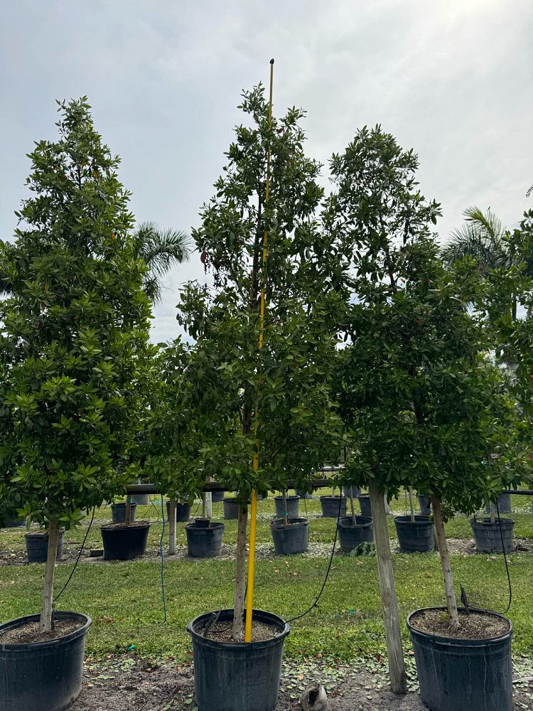conocarpus-erectus-green-buttonwood