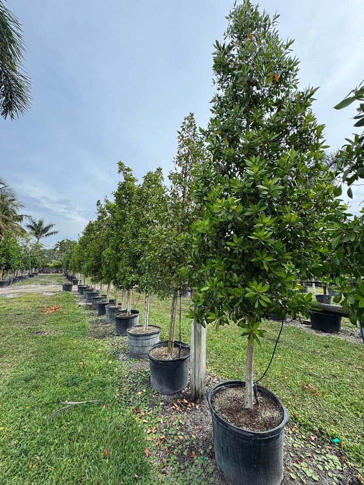conocarpus-erectus-green-buttonwood