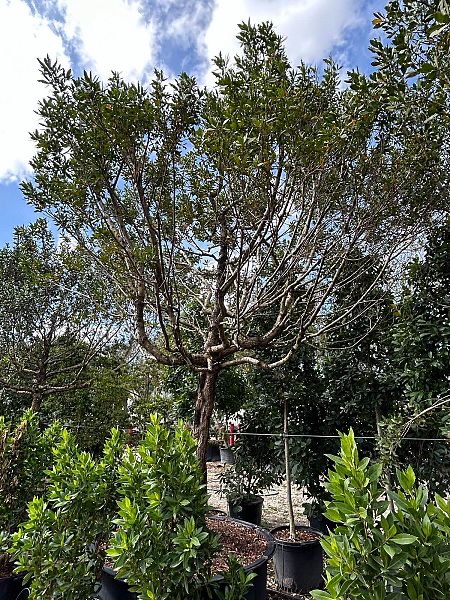 conocarpus-erectus-green-buttonwood