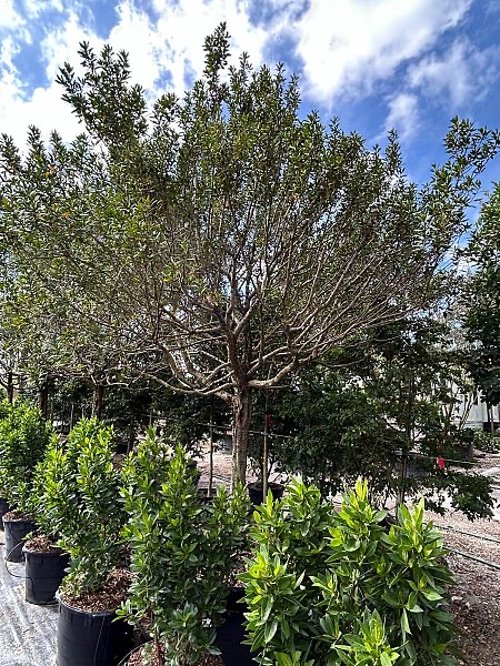 conocarpus-erectus-green-buttonwood
