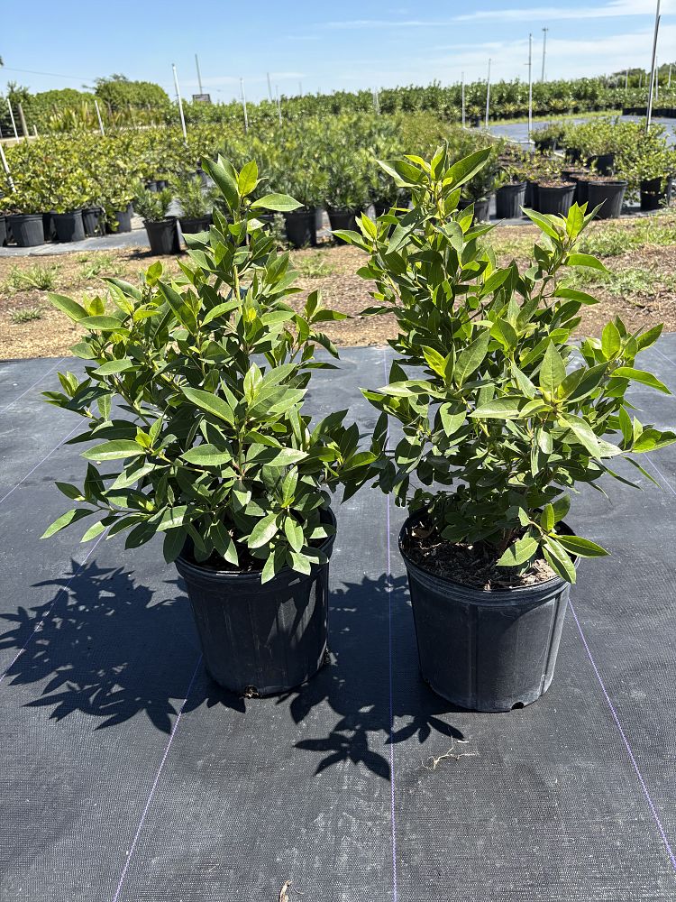 conocarpus-erectus-green-buttonwood