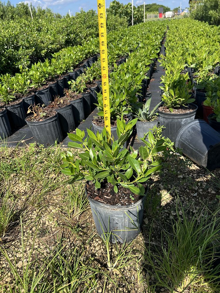 conocarpus-erectus-green-buttonwood
