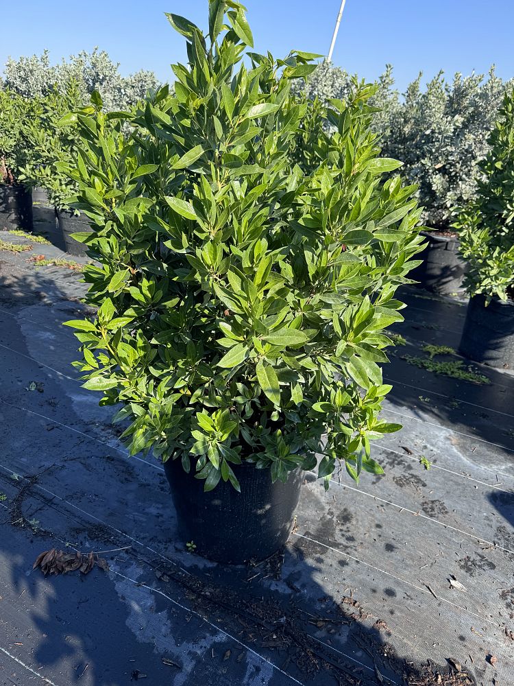 conocarpus-erectus-green-buttonwood