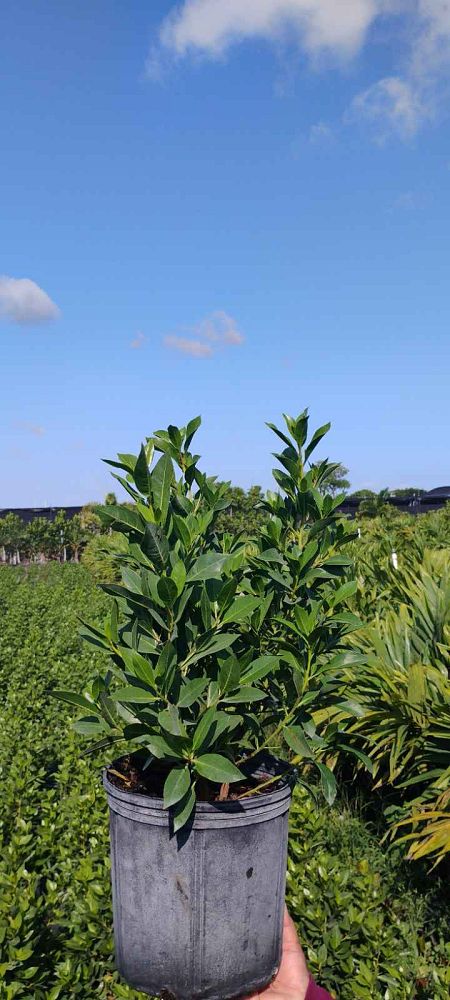 conocarpus-erectus-green-buttonwood