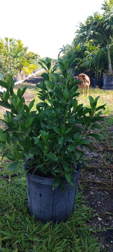conocarpus-erectus-green-buttonwood