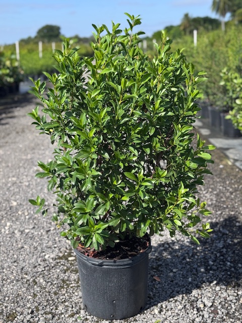 conocarpus-erectus-green-buttonwood