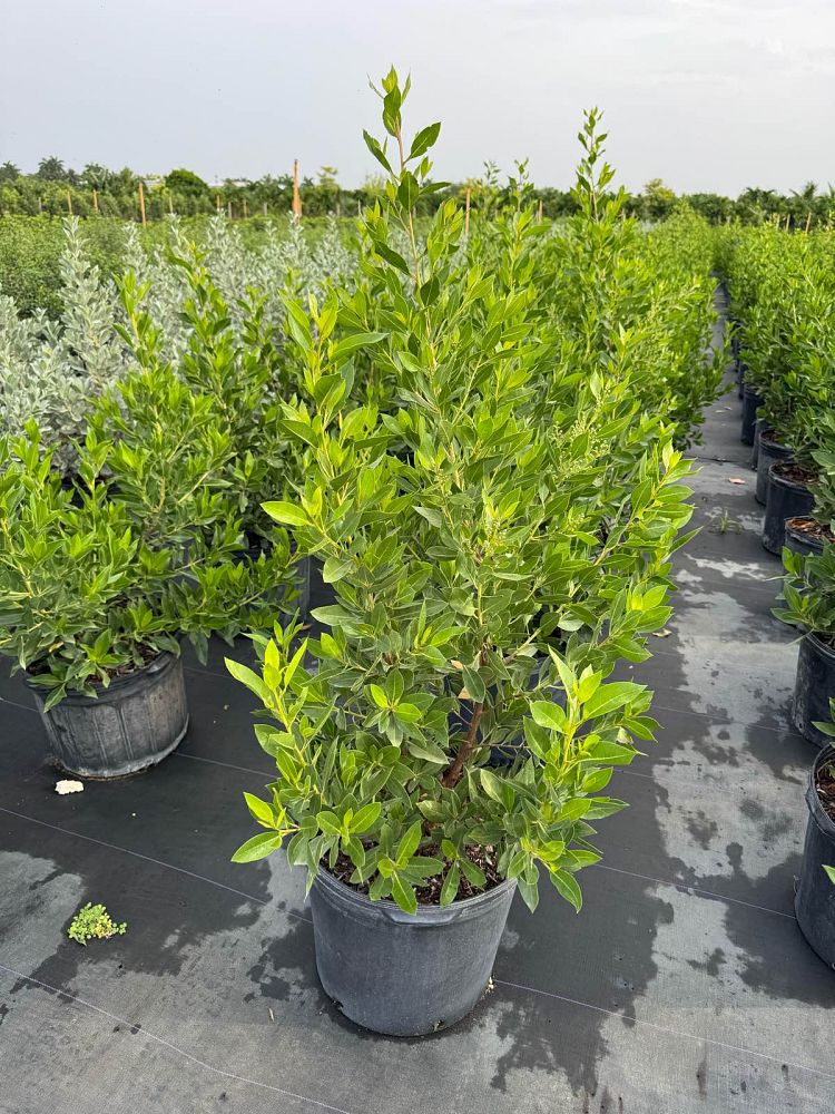 conocarpus-erectus-green-buttonwood