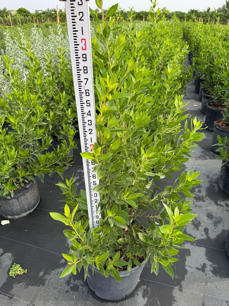 conocarpus-erectus-green-buttonwood