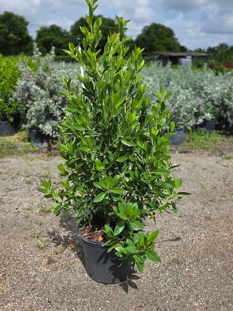 conocarpus-erectus-green-buttonwood
