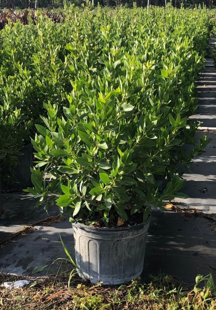 conocarpus-erectus-green-buttonwood