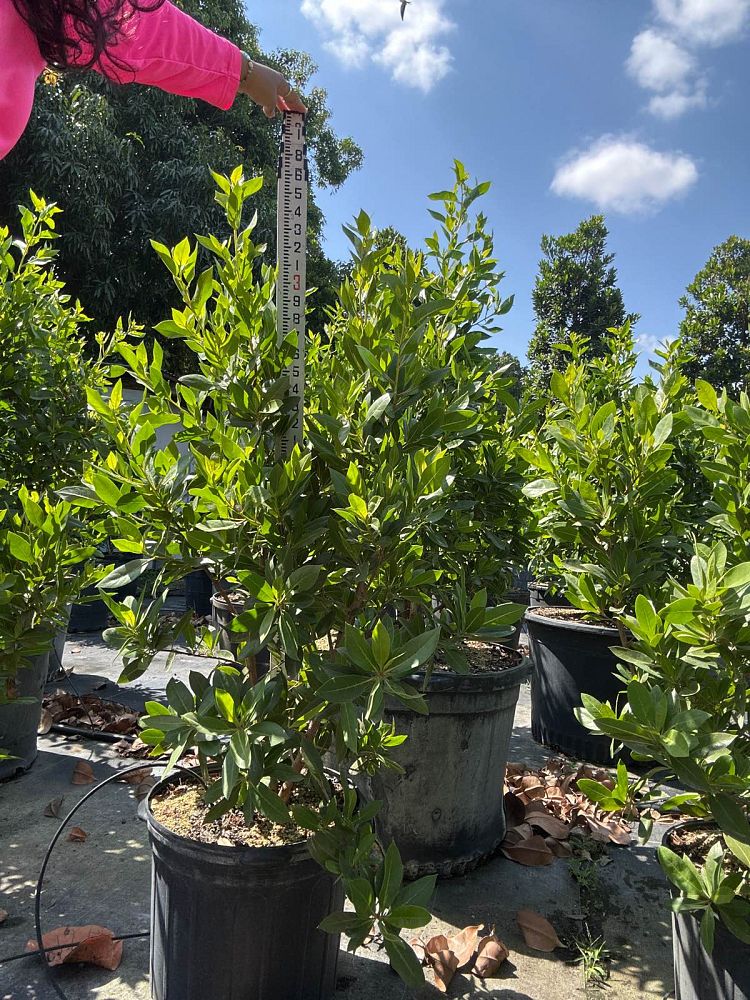 conocarpus-erectus-green-buttonwood