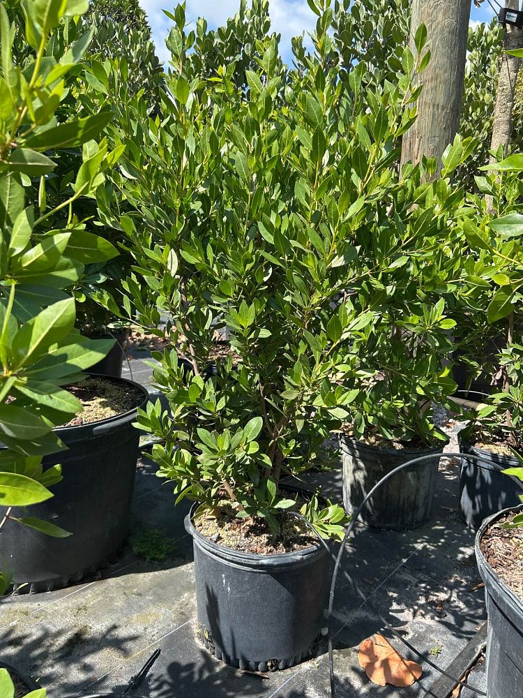conocarpus-erectus-green-buttonwood