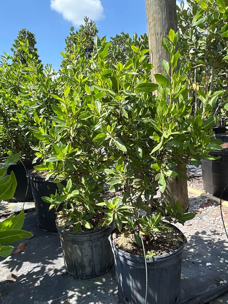 conocarpus-erectus-green-buttonwood