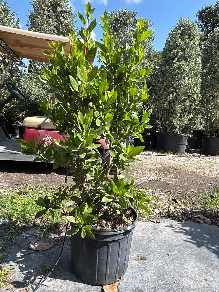 conocarpus-erectus-green-buttonwood