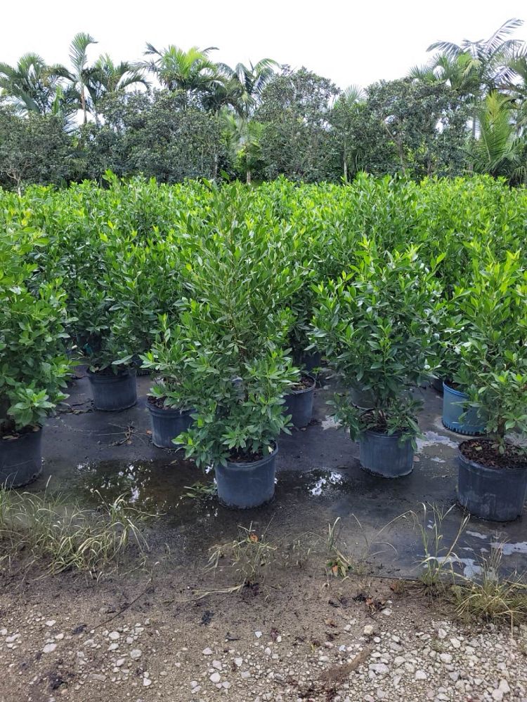 conocarpus-erectus-green-buttonwood