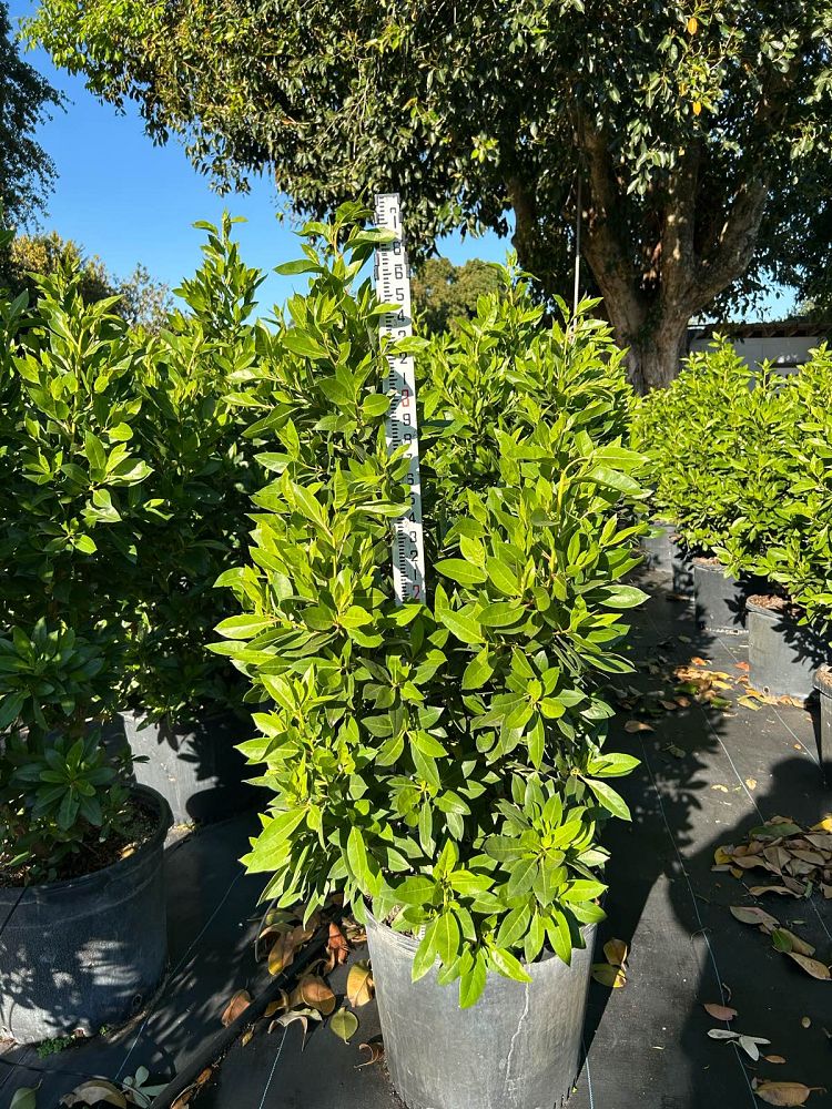 conocarpus-erectus-green-buttonwood