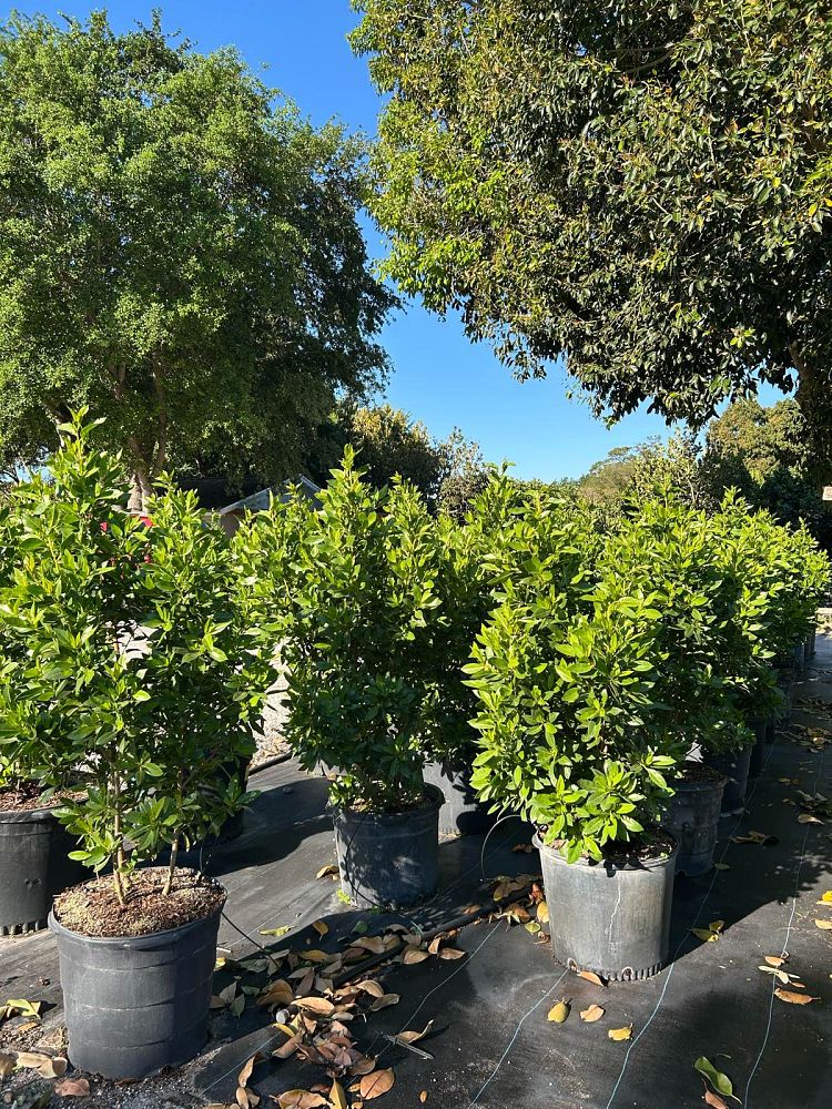 conocarpus-erectus-green-buttonwood