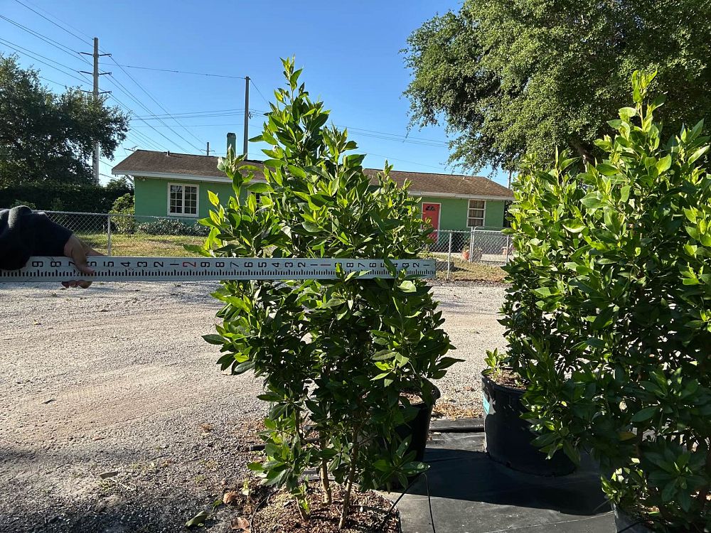 conocarpus-erectus-green-buttonwood