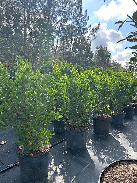 conocarpus-erectus-green-buttonwood