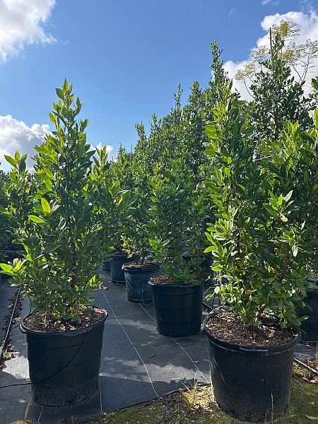 conocarpus-erectus-green-buttonwood