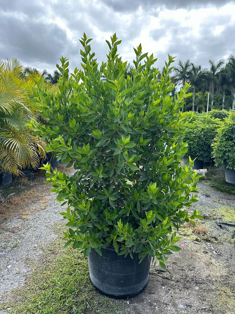 conocarpus-erectus-green-buttonwood