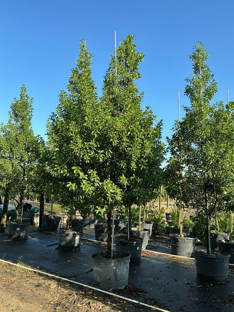 conocarpus-erectus-green-buttonwood