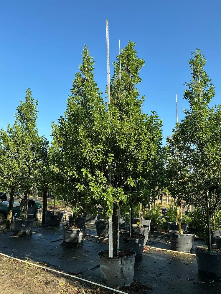 conocarpus-erectus-green-buttonwood