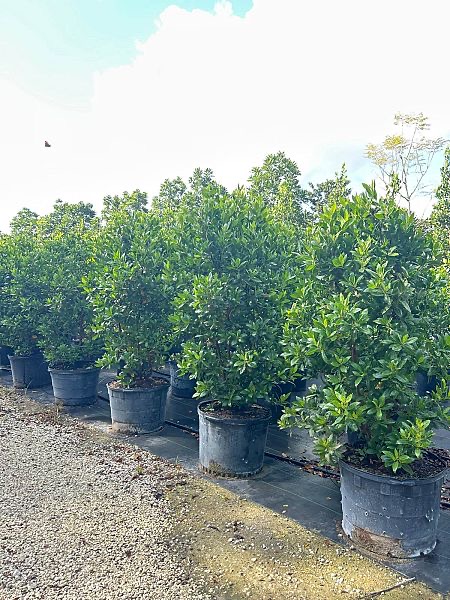 conocarpus-erectus-green-buttonwood