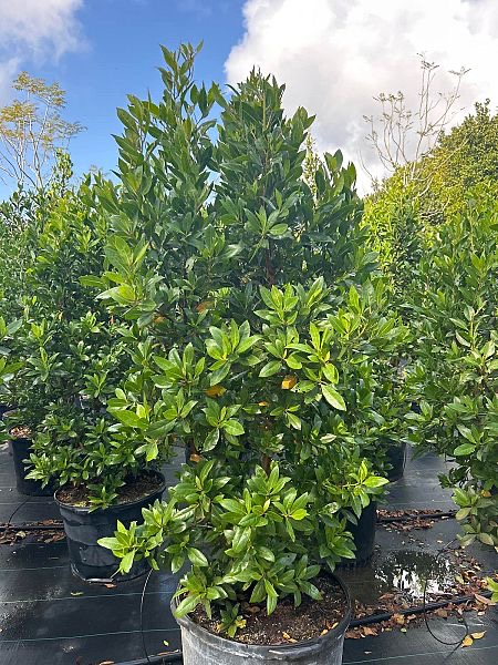 conocarpus-erectus-green-buttonwood