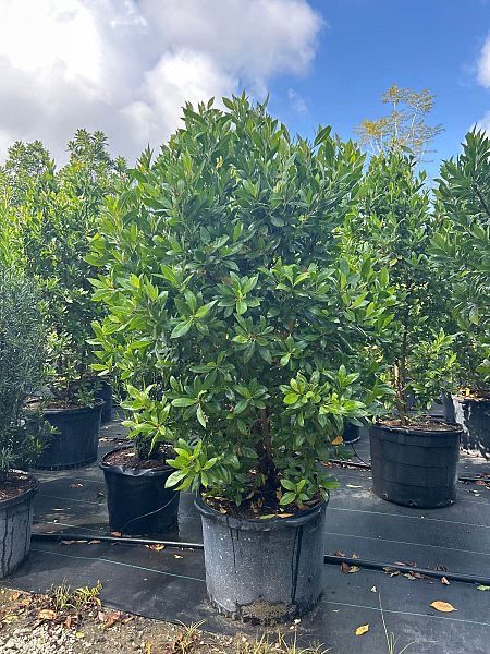 conocarpus-erectus-green-buttonwood
