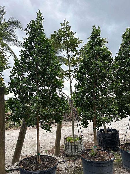 conocarpus-erectus-green-buttonwood
