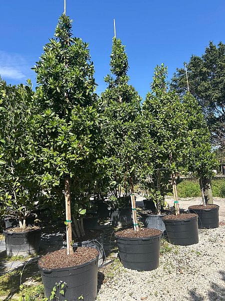 conocarpus-erectus-green-buttonwood